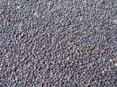 Řepka celá Golden Carp 1000 gŘepka celá Golden Carp 1000 g