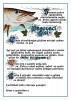 Pasovací list  na rybáře - mužPasovací list  na rybáře - muž